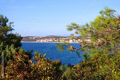 Pine tree on the coast. Small town Rogoznica in the background. Selective focus.