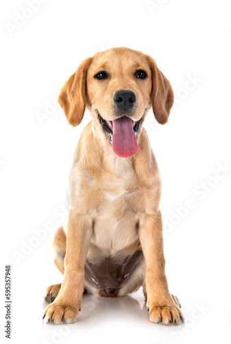 puppy labrado retriever