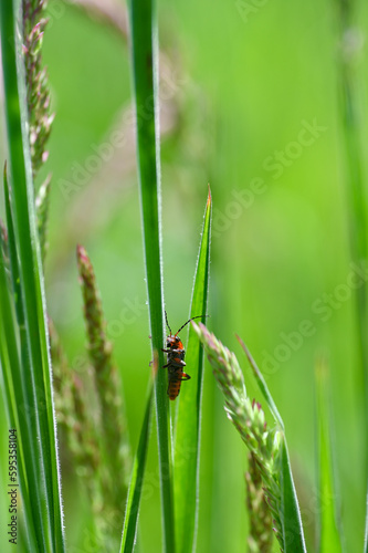 A soldier beetle on a blade of grass