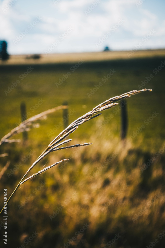 Obraz premium golden wheat field