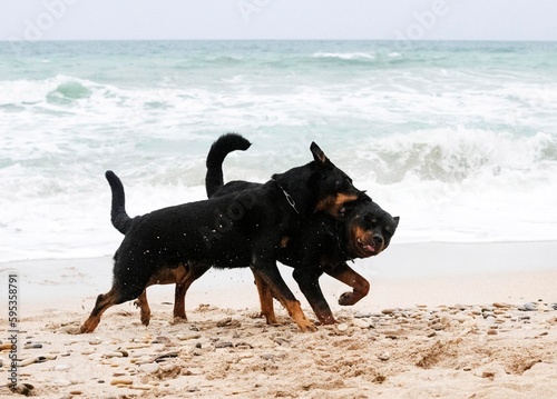 rottweiler and beauceron on the beach