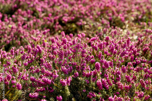 Erica carnea  or spring heath purple flowering plant background