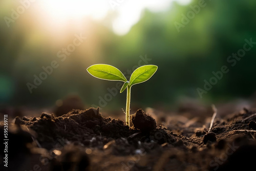 A small baby plant emerges from the soil  basking in the warm sunlight of a new day. Its green leaves and delicate stem. Nature growth. Sustainable agriculture and ecology in rich soil. Generative AI