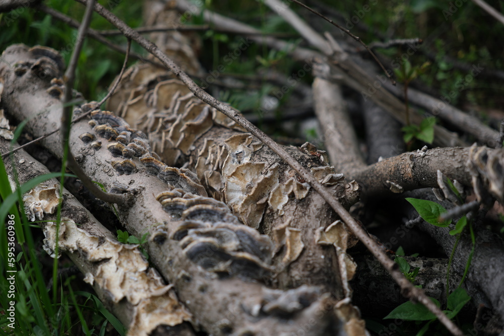 木の枝についているキノコ　Mushrooms on tree branches