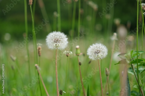                dandelion