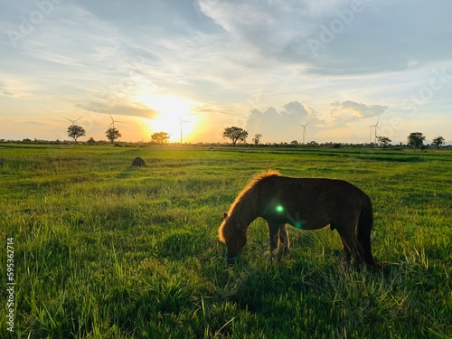 A horse in a field at sunset photo