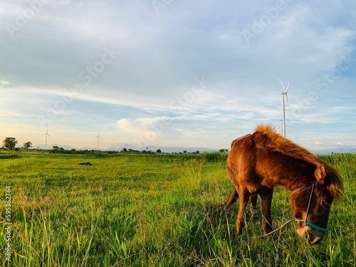 A horse is grazing in a field with a cloudy sky in the background. photo