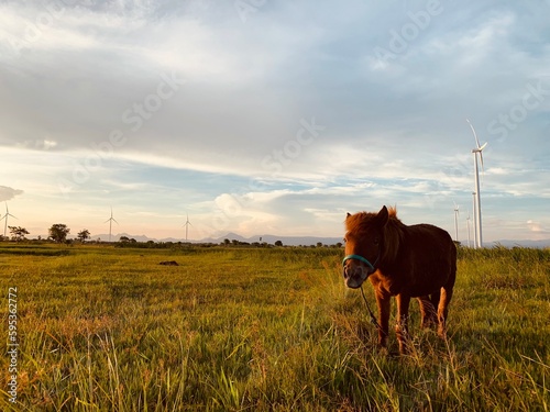 A horse in a field with a wind turbine in the background. photo