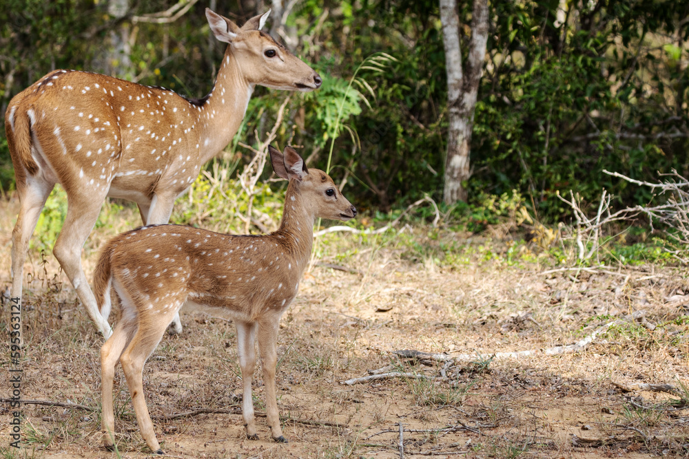 A cute spotted deer doe stands close to its mother. A cute spotted deer doe stands close to its mother.