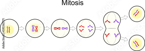 Mitosis. Cell division. Asexual reproduction