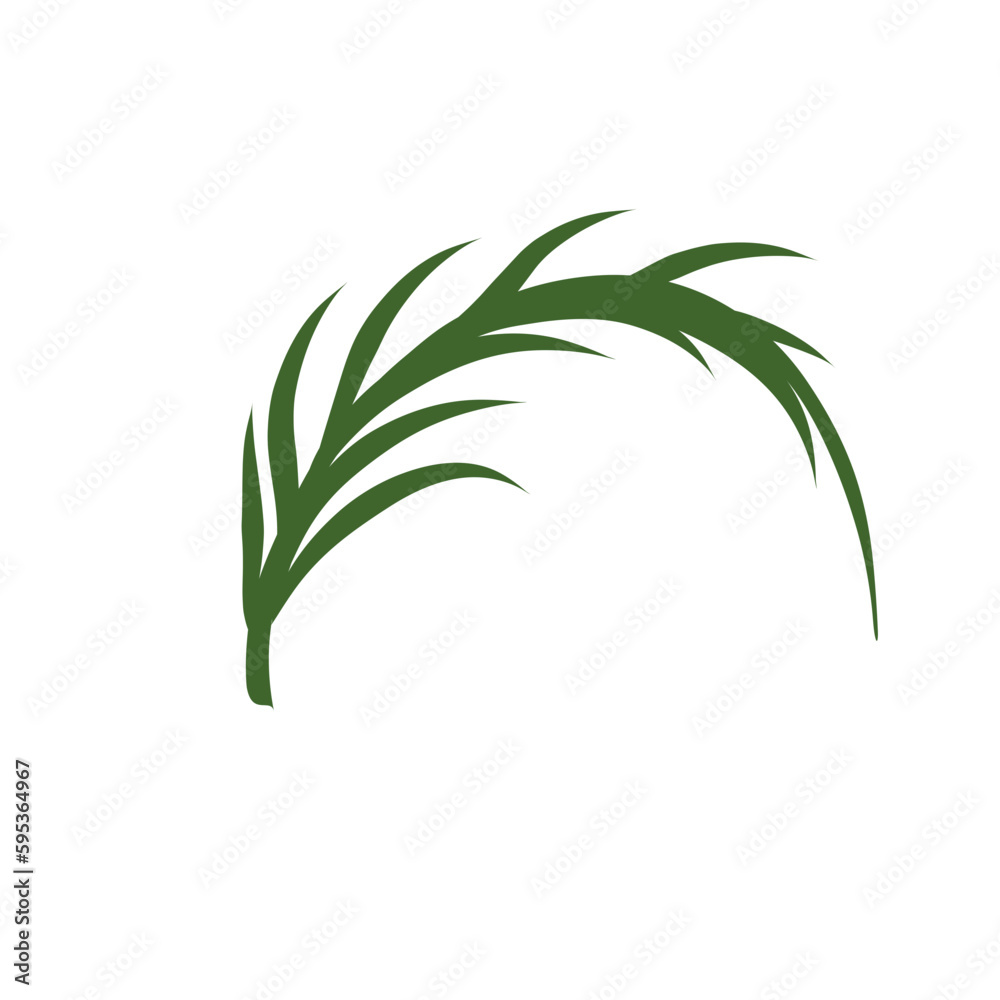 Palm Leaf vector