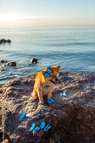 Canvas Print Shiba Inu dog with blue butterflies on the background of water in summer