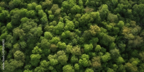 Aerial View of Forest Landscape Texture