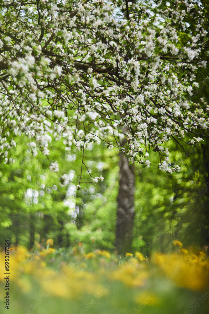 Fototapeta premium Apple garden with blossom apple trees. Beautiful Countryside spring landscape