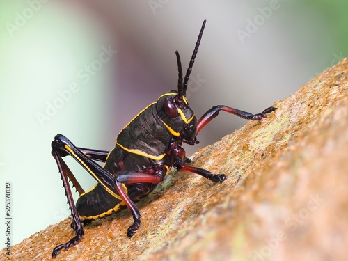 A Focus Stacked Closeup Image of an Eastern lubber Grasshopper
