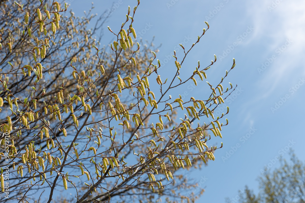 branches with catkins on a fair blue spring sky branches with catkins on a fair blue spring sky