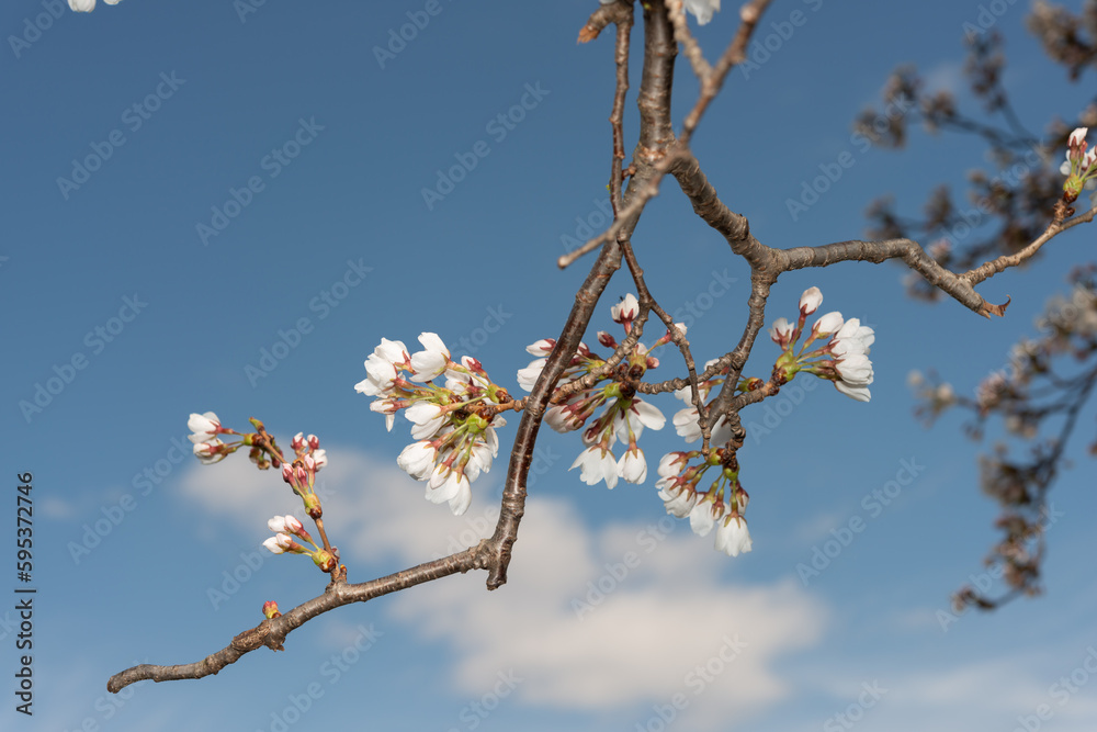 old and new branches of a cherry blossom with white flowers old and new branches of a cherry blossom with white flowers