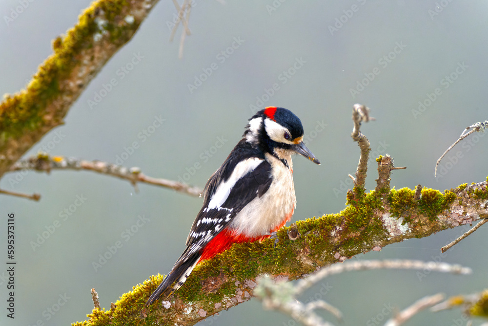 Great Spotted Woodpecker - female Dendrocopus major Great Spotted Woodpecker - female Dendrocopus major