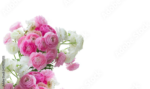 Pink and white ranunculus flowers