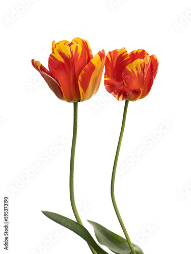 Two bright red and yellow tulip flowers isolated on white background. With raindrops.