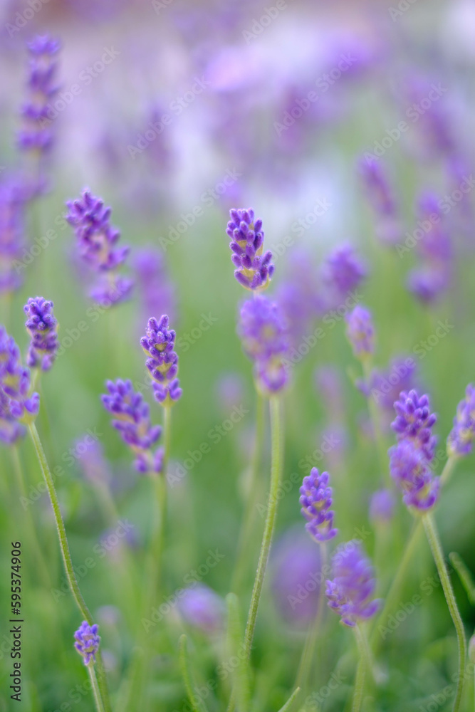 鮮やかな紫色と心地よい香りが魅力のラベンダー。花壇の植え込みで楽しむ。 鮮やかな紫色と心地よい香りが魅力のラベンダー。花壇の植え込みで楽しむ。