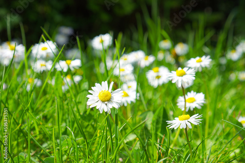 white daisy on a green meadow