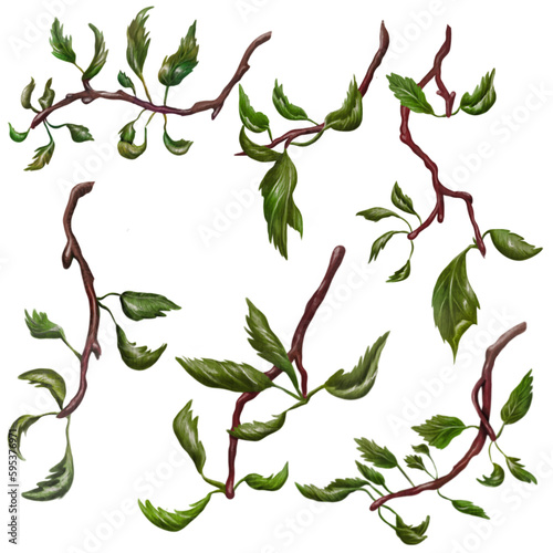 Apple tree branches without apples isolated