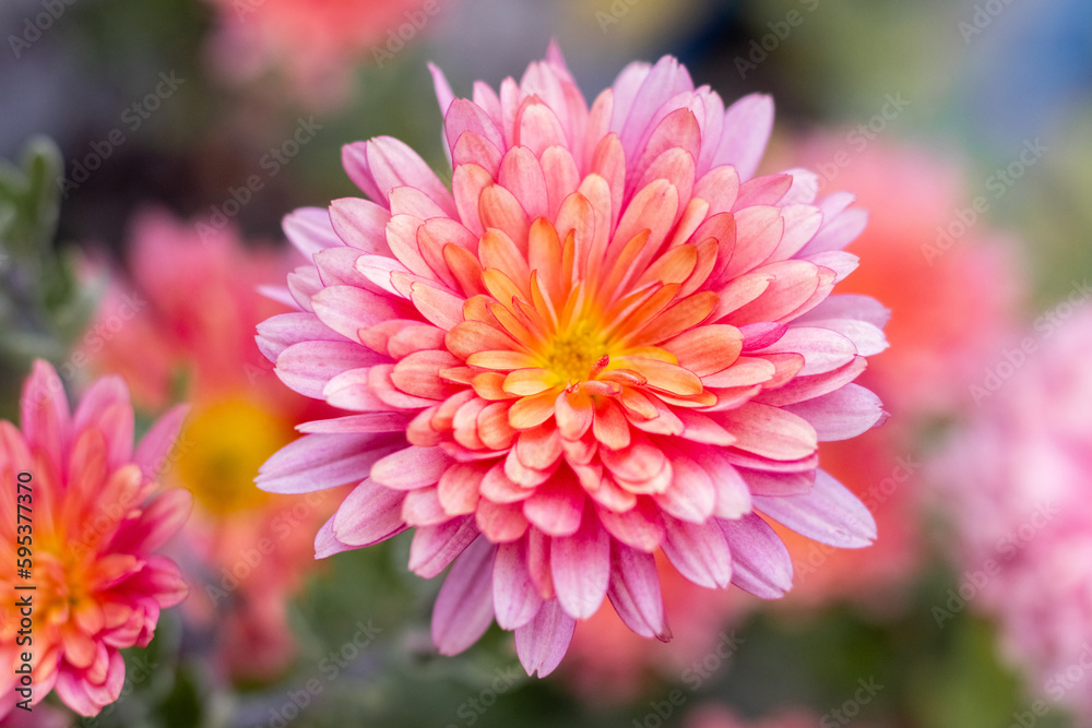 Close-up of a pink dahlia on a blurred background Close-up of a pink dahlia on a blurred background