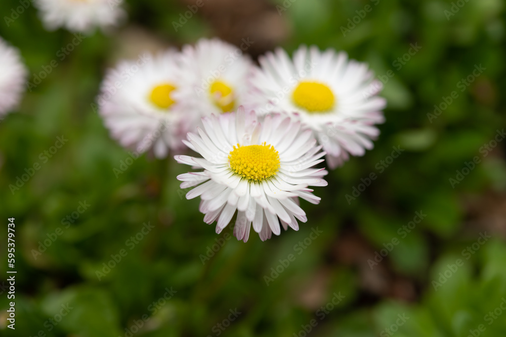 Obraz premium delicate white pink daisy flowers close up (bellis perennis?)