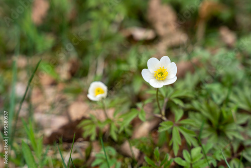 Wallpaper Mural White flower of wood anemone (Anemonoides nemorosa or Anemone nemorosa) with green background Torontodigital.ca