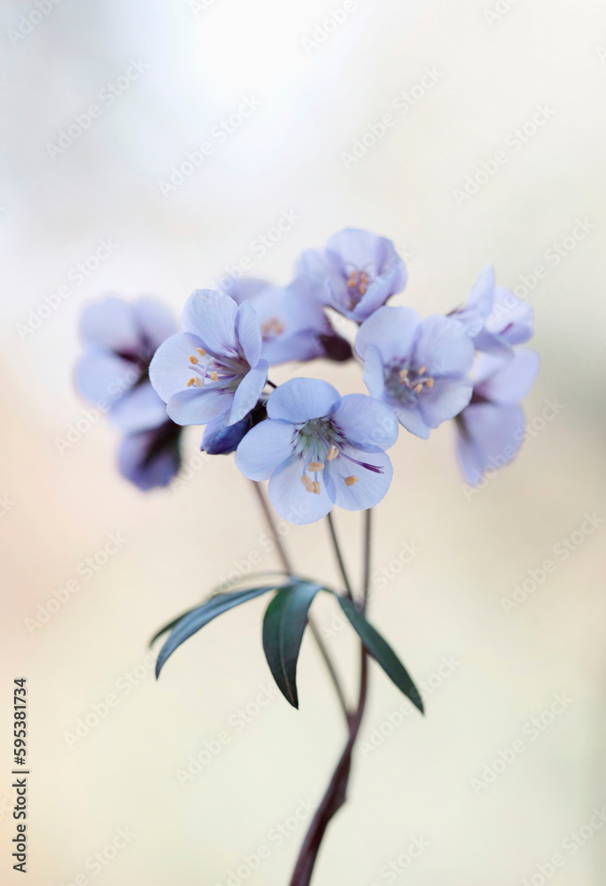 Niebieskie kwiaty - Wielosił błekitny