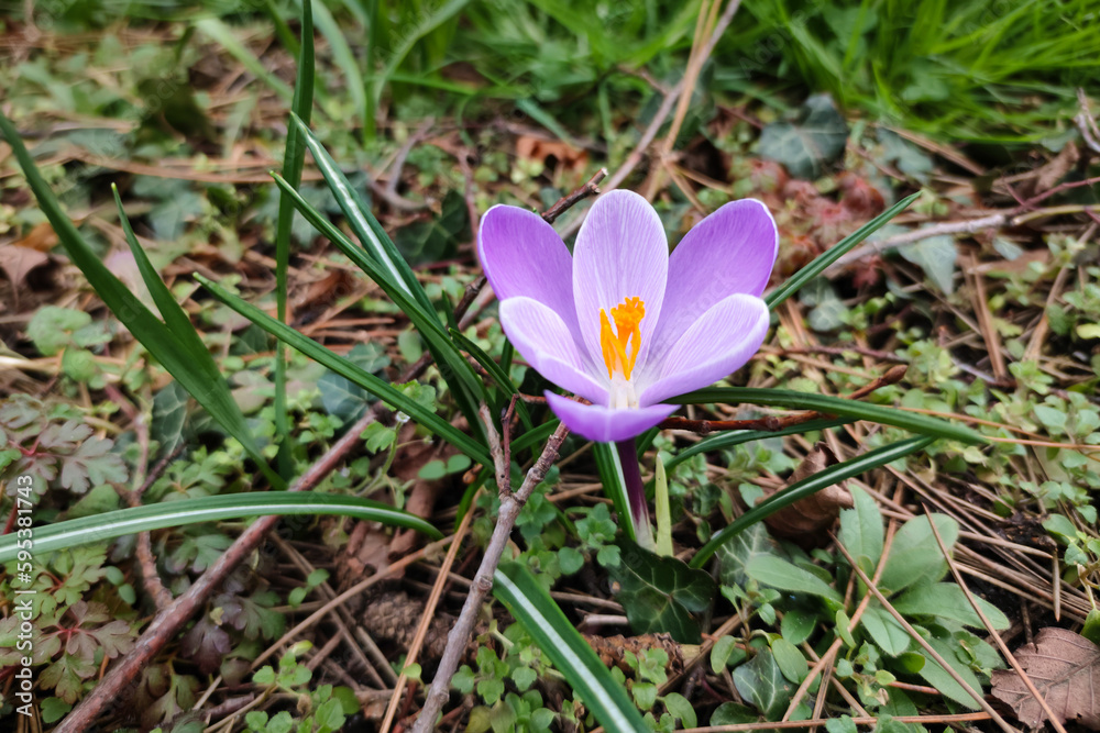 Single pink colored crocus in a garden Single pink colored crocus in a garden