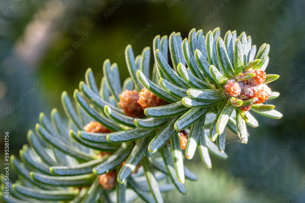 Branch with buds and needles covered with wax of a fir tree (Abies) Branch with buds and needles covered with wax of a fir tree (Abies)