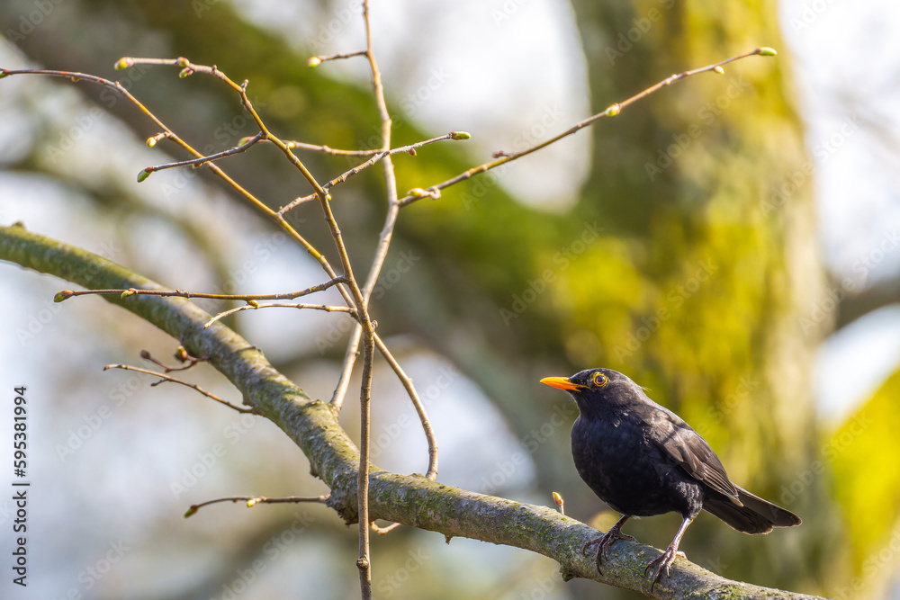 A single male Blackbird (turdus merula) standing on a budding branch with sunlight on the right A single male Blackbird (turdus merula) standing on a budding branch with sunlight on the right