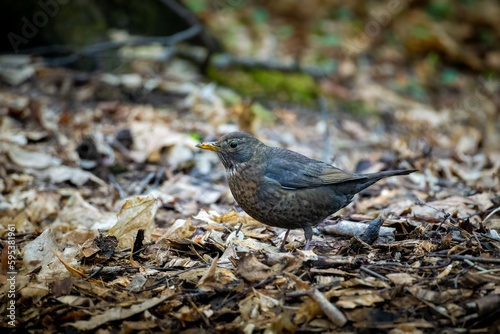 A single female blackbird (turdus merula) walking on the ground among dry brown leaves