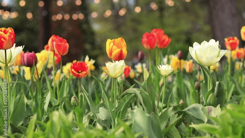 Beautiful bright tulips in a flower bed. Spring flowers in the city. Blooming yellow-red tulips close-up Beautiful bright tulips in a flower bed. Spring flowers in the city. Blooming yellow-red tulips close-up