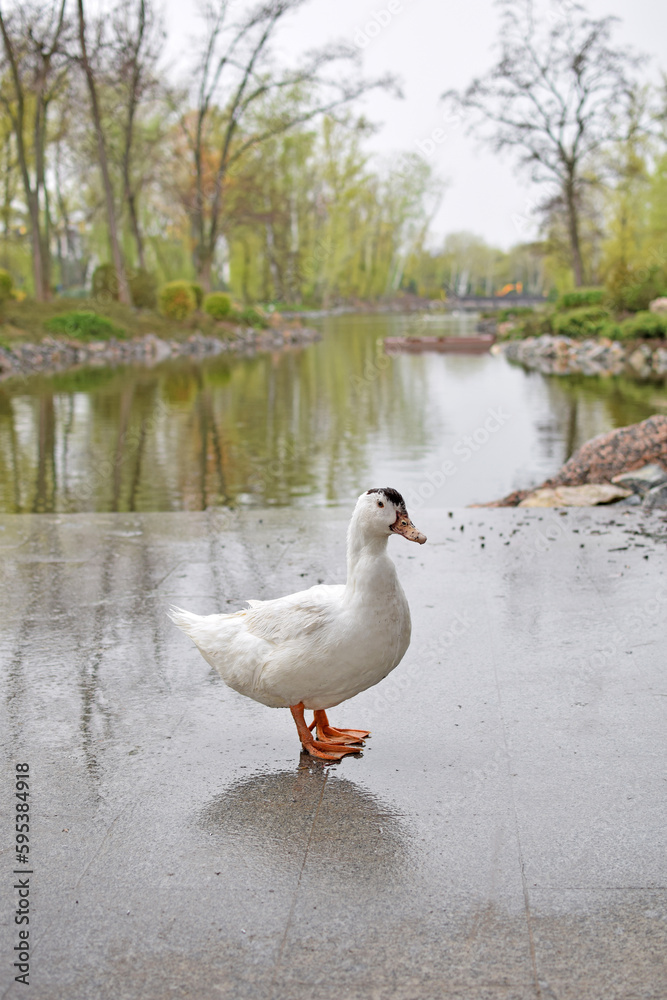 White duck in the rain in the park near the reservoir White duck in the rain in the park near the reservoir