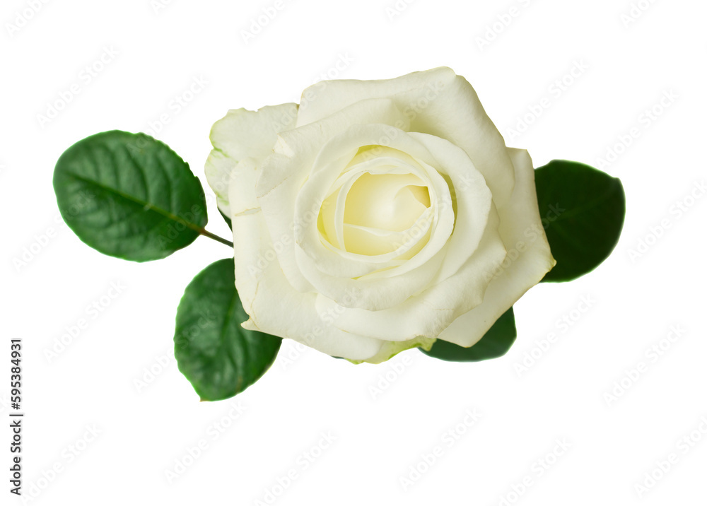 17580447 - pink rose with buds 17580447 - pink rose with buds