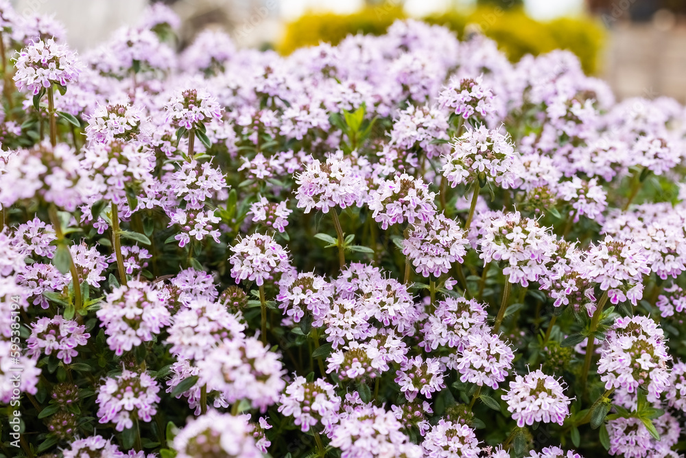 Winter Savory or Satureja Montana lilac purple flower in the garden design, insects favorite Winter Savory or Satureja Montana lilac purple flower in the garden design, insects favorite