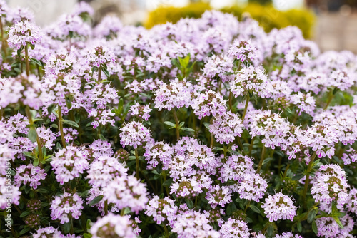 Winter Savory or Satureja Montana lilac purple flower in the garden design  insects favorite