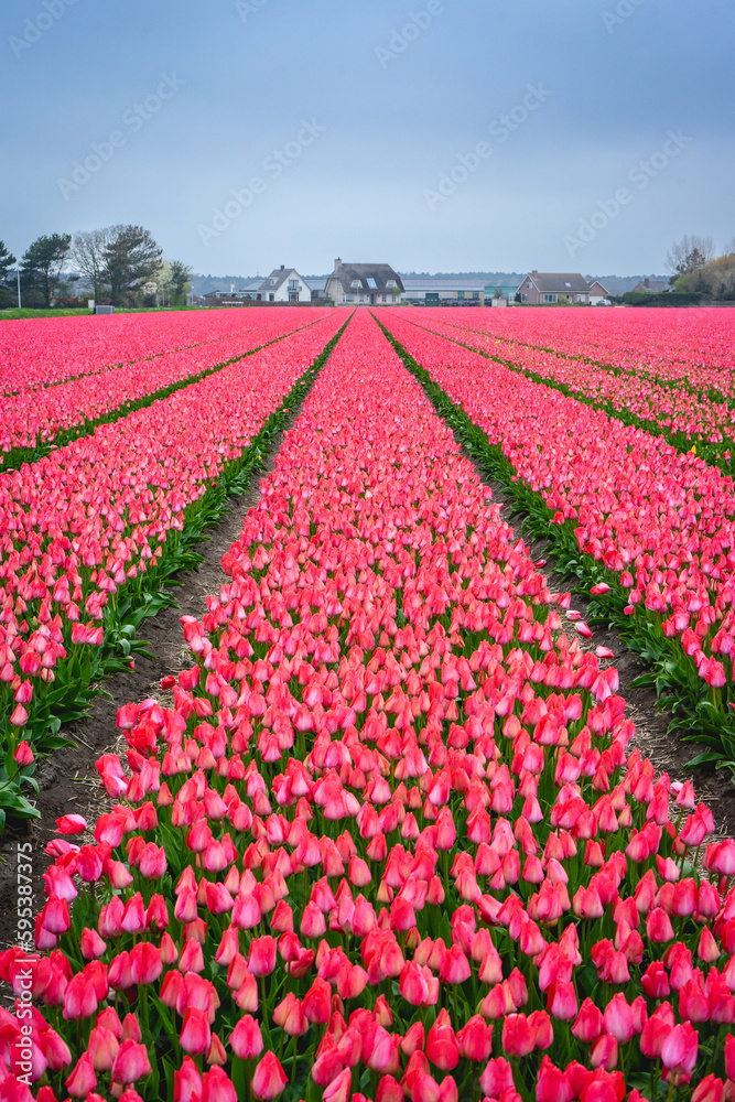 Rows of pink tulips in The Netherlands, During Spring.