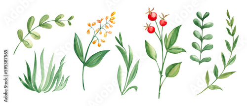Watercolor set of greenery and berries branches, green grass. Botanical illustration on a white background. Ideal for templates, greeting cards, graphics design.