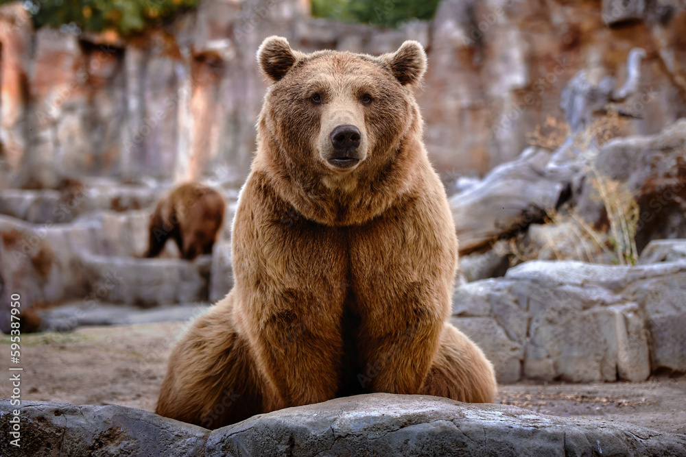 Obraz premium Brown bear sitting looking straight ahead