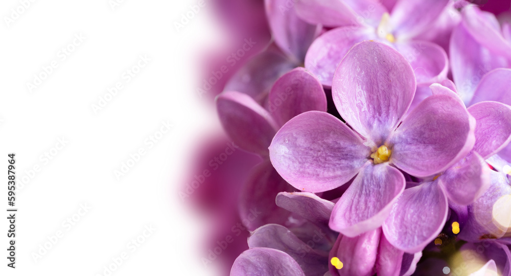 Isolated flowers isolated on white background Isolated flowers isolated on white background