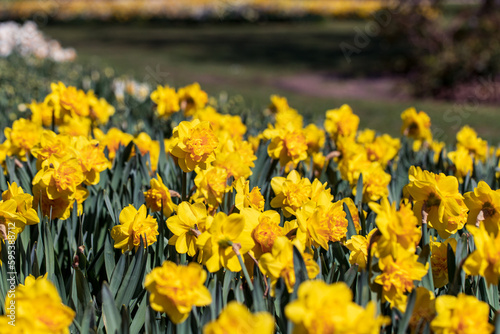 Fototapeta Naklejka Na Ścianę i Meble -  An Outdoor garden with many yellow daffodils.