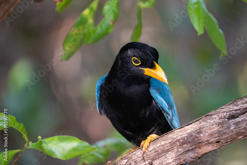 Yucatan jay