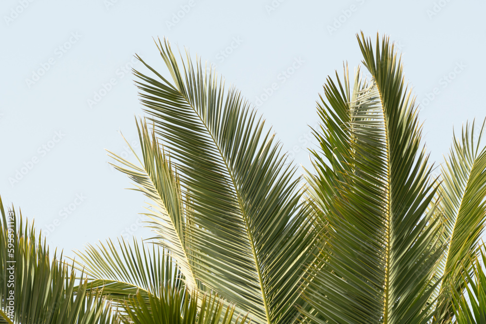 Image of a palm tree that smells like summer