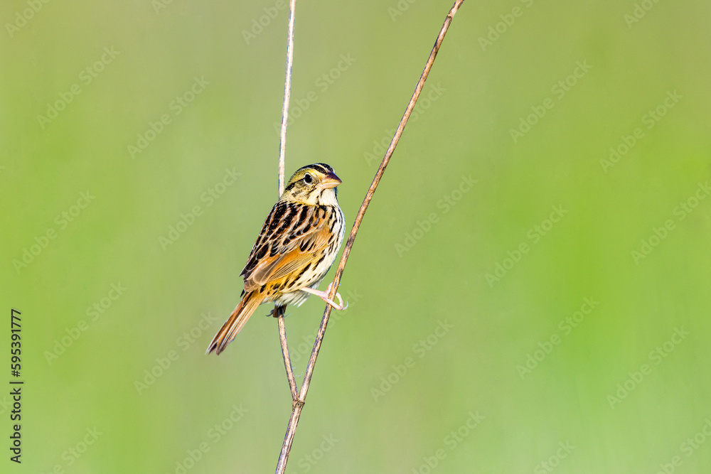 Fototapeta premium Henslows sparrow perched on some dead plants