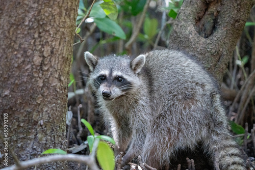 Common raccoon © Griffin