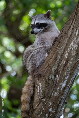 Common raccoon